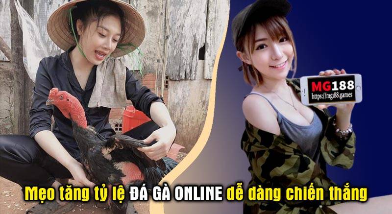 Mẹo tăng tỷ lệ chiến thắng với đá gà Online