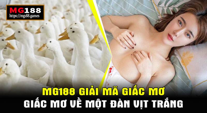 Mơ về một đàn vịt trắng thuần màu có ý nghĩa gì