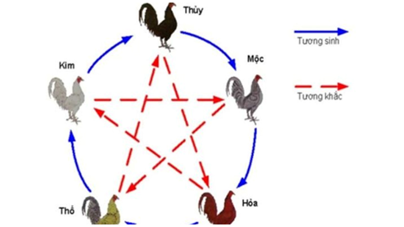 Kinh nghiệm chọn chiến kê theo cựa sắt và ngũ hành gà đá